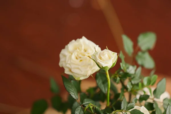 Beautiful White Roses Pot Closeup — Stock Photo, Image