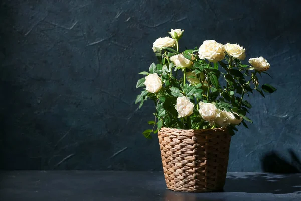 Beautiful White Roses Pot Dark Background — Stock Photo, Image