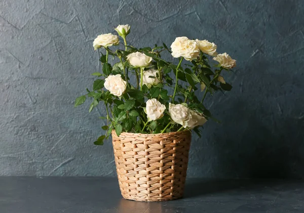 Piękne Białe Róże Garnku Ciemnym Tle — Zdjęcie stockowe