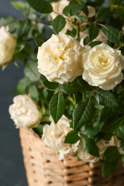 Beautiful White Roses Pot Dark Background Closeup — Stock Photo, Image