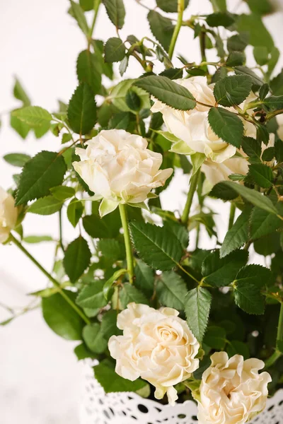 Beautiful White Roses Pot Light Background Closeup — Stock Photo, Image