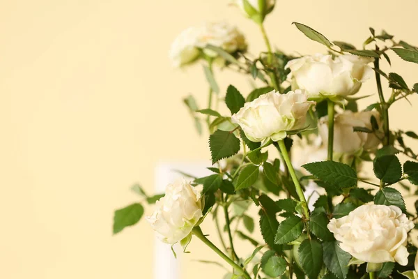 Krásné Růže Barevném Pozadí Detailní Záběr — Stock fotografie