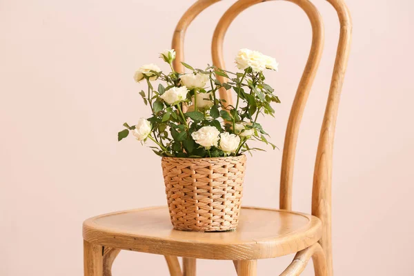 Beautiful Roses Pot Chair Room — Stock Photo, Image