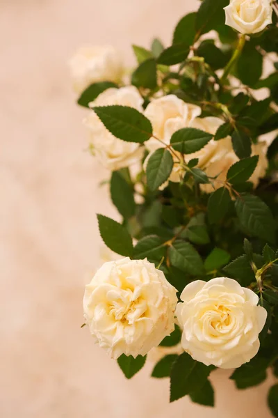 Beautiful Roses Light Background Closeup — Stock Photo, Image