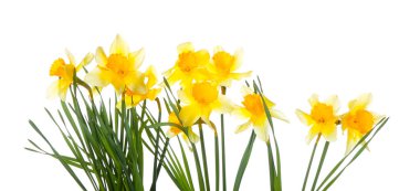 Beyaz arka planda güzel narsisus çiçekleri