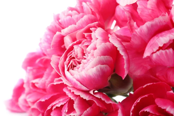 Beautiful Carnation Flowers White Background Closeup — Stock Photo, Image