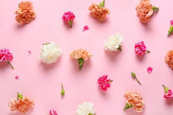 Beautiful Carnation Flowers Color Background — Stock Photo, Image