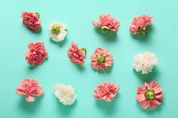 Beautiful Carnation Flowers Color Background — Stock Photo, Image