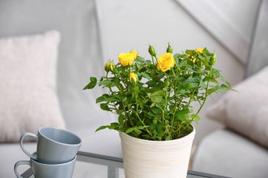 Evdeki masada saksıda güzel sarı güller