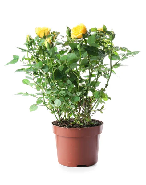 Beautiful Yellow Roses Pot White Background — Stock Photo, Image