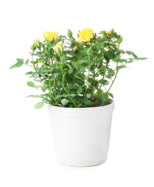 Beautiful Yellow Roses Pot White Background — Stock Photo, Image