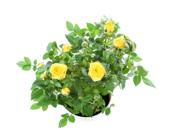 Beautiful Yellow Roses Pot White Background — Stock Photo, Image