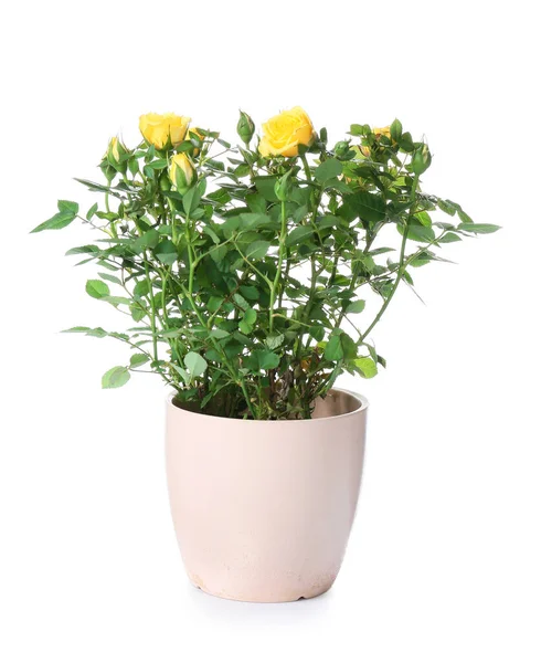 Hermosas Rosas Amarillas Maceta Sobre Fondo Blanco — Foto de Stock