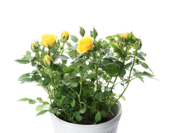 Beautiful Yellow Roses Pot White Background — Stock Photo, Image