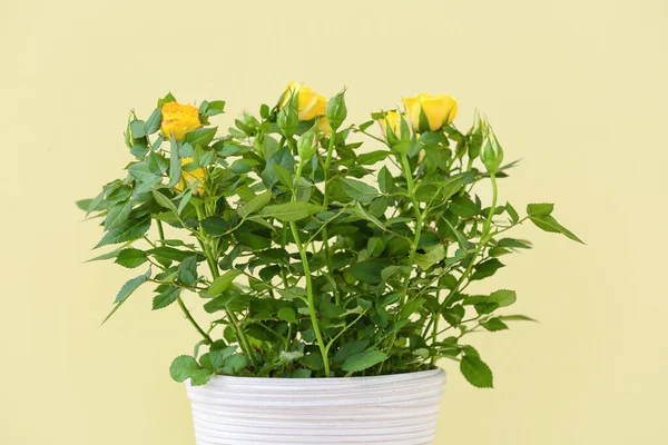 Beautiful Yellow Roses Pot Color Background — Stock Photo, Image