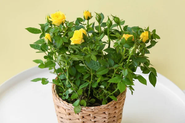 Όμορφα Κίτρινα Τριαντάφυλλα Κατσαρόλα Στο Τραπέζι Κοντά Στον Τοίχο Χρώμα — Φωτογραφία Αρχείου