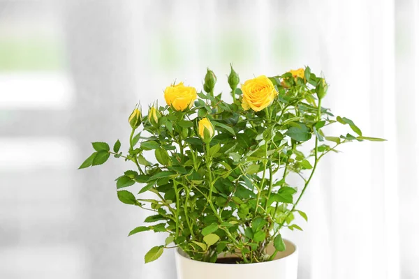Beautiful Yellow Roses Pot Table Window — Stock Photo, Image
