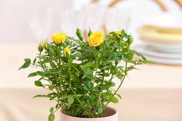 Beautiful Yellow Roses Pot Table — Stock Photo, Image