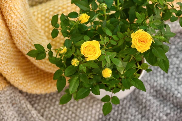 Beautiful Yellow Roses Pot Plaid Closeup — Stock Photo, Image