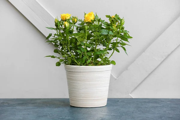 Beautiful Yellow Roses Pot Table — Stock Photo, Image