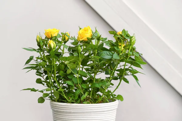 Beautiful Yellow Roses Pot Light Background — Stock Photo, Image