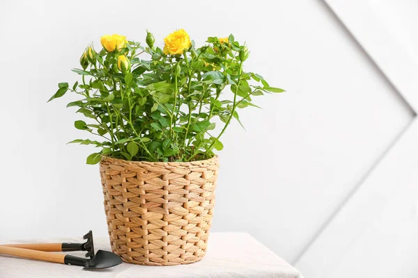 Hermosas Rosas Amarillas Maceta Herramientas Jardinería Mesa Cerca Pared Luz — Foto de Stock