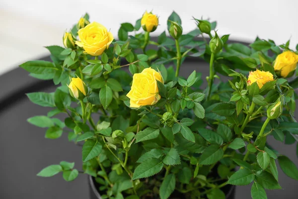 Schöne Gelbe Rosen Topf Auf Dem Tisch Nahaufnahme — Stockfoto