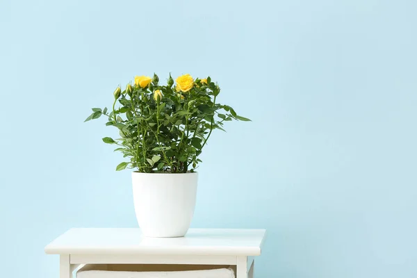 Beautiful Yellow Roses Pot Table Color Wall — Stock Photo, Image