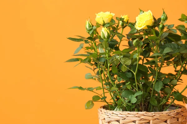 Όμορφα Κίτρινα Τριαντάφυλλα Κατσαρόλα Στο Φόντο Χρώμα — Φωτογραφία Αρχείου