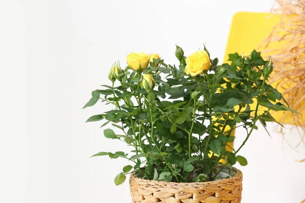 椅子の上のポットで美しい黄色のバラ クローズアップ — ストック写真