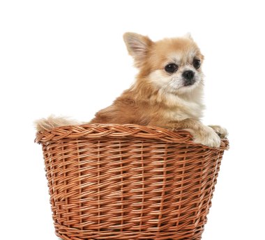 Beyaz arka planda sepetteki şirin chihuahua köpeği.