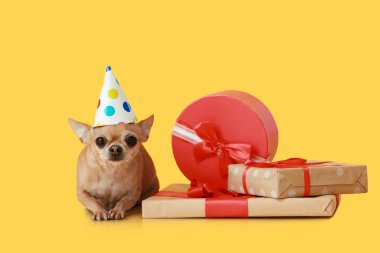 Renkli doğum günü hediyeli şirin bir chihuahua köpeği.