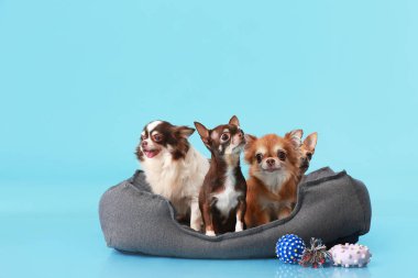 Evcil hayvan yatağında sevimli chihuahua köpekleri var.