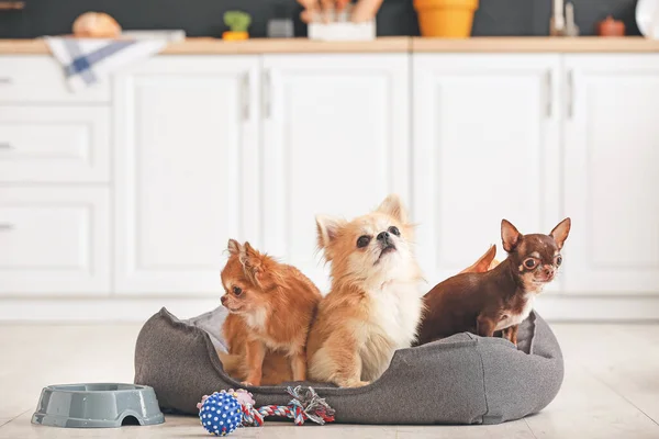 Cães Chihuahua Bonito Cama Animal Estimação Casa — Fotografia de Stock