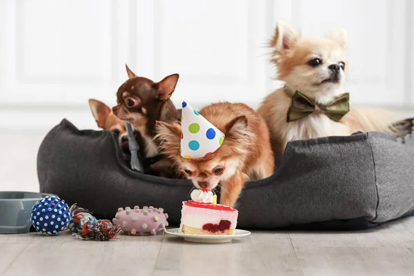 かわいいですChihuahua犬祝います誕生日で自宅 — ストック写真