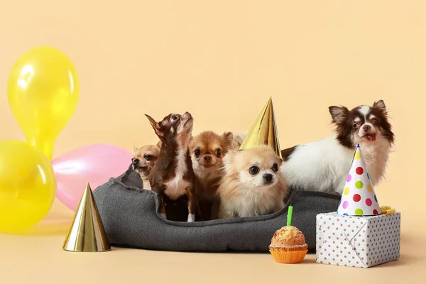 Chihuahua Mignon Chiens Célébrant Anniversaire Sur Fond Couleur — Photo