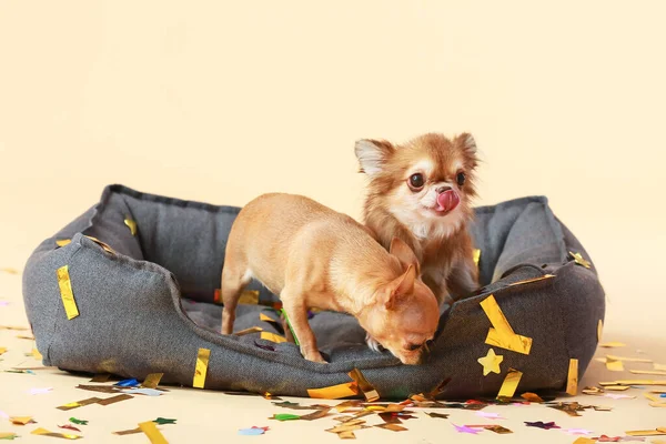 Cute Chihuahua Dogs Pet Bed Color Background — Stock Photo, Image