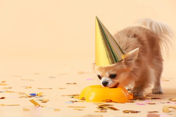 Renkli Arka Planda Doğum Gününü Kutlayan Şirin Bir Chihuahua Köpeği — Stok fotoğraf