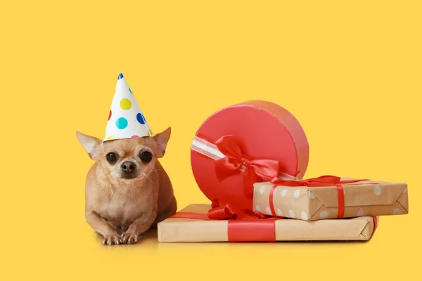 Niedlicher Chihuahua Hund Mit Geburtstagsgeschenken Auf Farbigem Hintergrund — Stockfoto