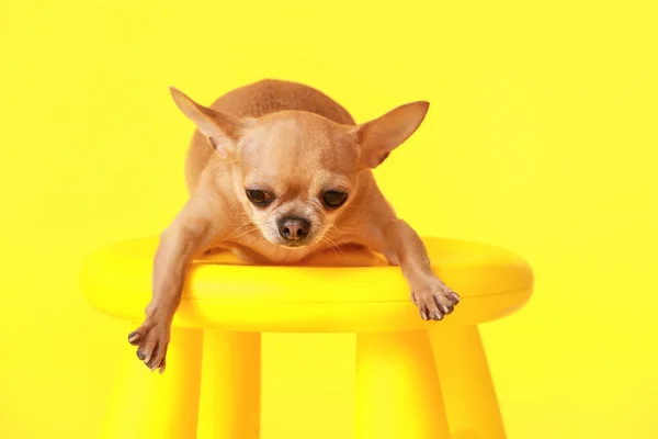 Cute Chihuahua Dog Stool Color Background — Stock Photo, Image