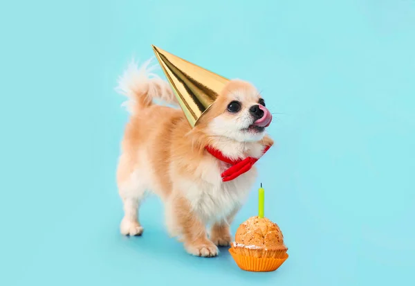 Χαριτωμένο Σκυλί Chihuahua Τούρτα Γενεθλίων Στο Φόντο Χρώμα — Φωτογραφία Αρχείου
