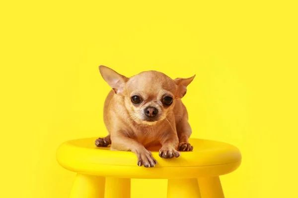 Cute Pies Chihuahua Stołku Tle Koloru — Zdjęcie stockowe