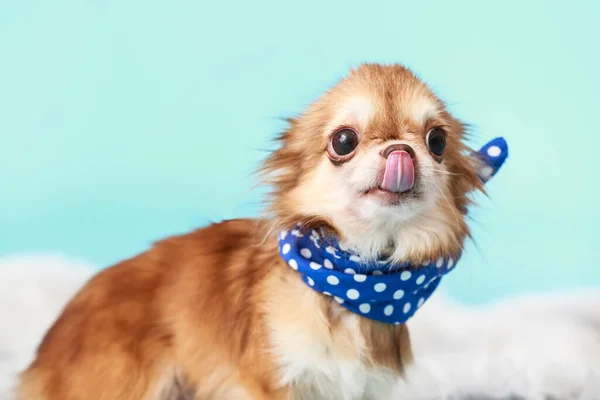 Leuke Chihuahua Hond Kleur Achtergrond — Stockfoto