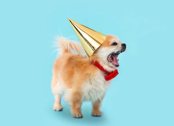 Cute Chihuahua Dog Birthday Hat Color Background — Stock Photo, Image