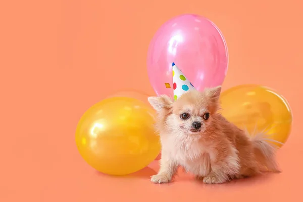 Chihuahua Chien Mignon Célébrant Anniversaire Sur Fond Couleur — Photo