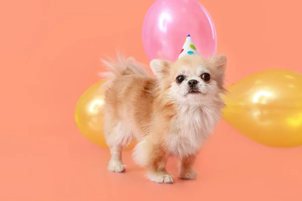 Cute Pies Chihuahua Świętowanie Urodzin Tle Koloru — Zdjęcie stockowe