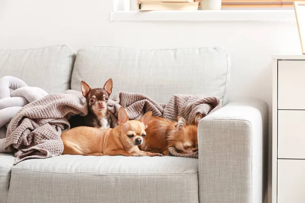 Cute Chihuahua Dogs Sofa Home — Stock Photo, Image