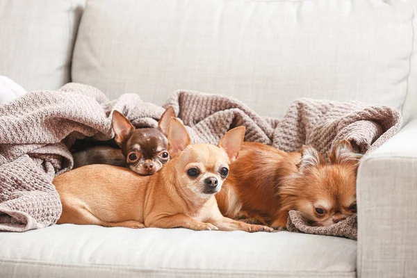 Aranyos Chihuahua Kutyák Kanapén Otthon — Stock Fotó