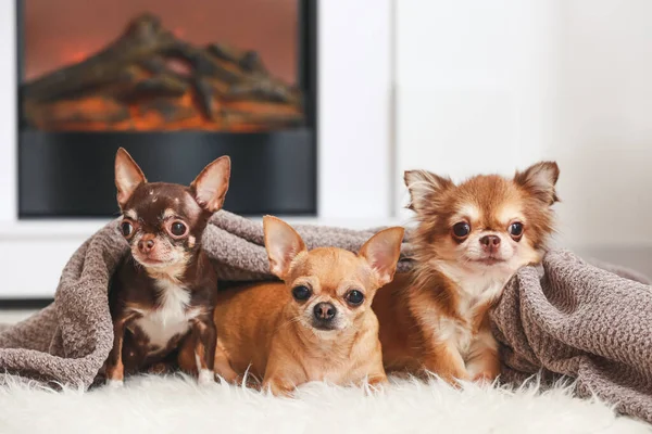Sød Chihuahua Hunde Nær Pejs Derhjemme - Stock-foto