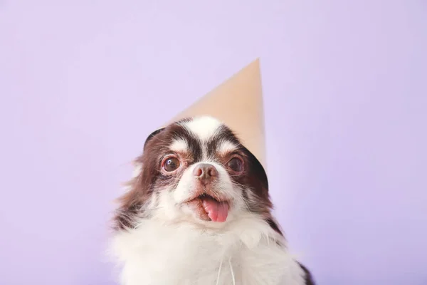 Cute Pies Chihuahua Urodziny Kapelusz Tle Koloru — Zdjęcie stockowe